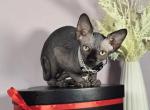 Horus - Sphynx Kitten For Sale - Mundelein, IL, US