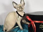 Nimbus - Sphynx Kitten For Sale - Mundelein, IL, US