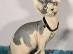 Winston - Sphynx Kitten For Sale - Mundelein, IL, US