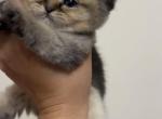 Pebel - British Shorthair Kitten For Sale - Paterson, NJ, US