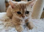 Garfield - Scottish Straight Kitten For Sale - Citrus Heights, CA, US