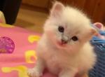 Ragdoll Purebred Sarah's Litter - Ragdoll Kitten For Sale - 