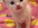 Ragdoll  Sarah's Litter - Ragdoll Kitten For Sale - 