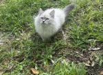 Dominic - Siberian Kitten For Sale - 