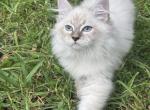 David - Siberian Kitten For Sale - 