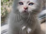 Daisy - Siberian Kitten For Sale - 