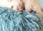 Pandora & Rocco - Ragdoll Kitten For Sale - 