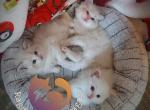 Scarlette & Rocco - Ragdoll Kitten For Sale - Las Vegas, NV, US