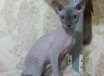 Zeb - Sphynx Kitten For Sale - NY, US