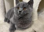 Mia - British Shorthair Kitten For Sale - Battle Ground, WA, US