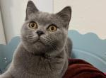 Logan - British Shorthair Kitten For Sale - Battle Ground, WA, US