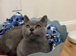 Lokie - British Shorthair Kitten For Sale - Battle Ground, WA, US