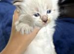 Hulk - Siberian Kitten For Sale - 