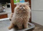 CFA rare lilac cream persian - Persian Kitten For Sale - Woodburn, IN, US