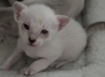 Ready Dec 15 - Siamese Kitten For Sale - Middletown, DE, US