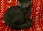 himalayan mix3 - Himalayan Kitten For Sale - 