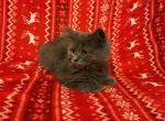 himalayan mix4 - Himalayan Kitten For Sale - 