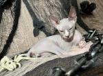 Hopper - Sphynx Kitten For Sale - 