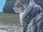 Pablo - Maine Coon Cat For Sale/Retired Breeding - 