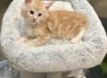 Cesar - Maine Coon Kitten For Sale - 