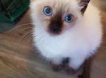 Seal and blue point siamese kitten's - Siamese Kitten For Sale - Genoa City, WI, US