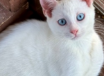 Snowman - Khao Manee Kitten For Sale - San Diego, CA, US