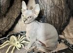 Pudgy - Sphynx Kitten For Sale - OH, US