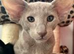 LIlac Female Oriental Shorthair Kitten OSH - Oriental Kitten For Sale - NJ, US