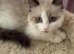 Ragdoll Female - Ragdoll Kitten For Sale - 