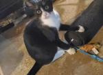 Bandit - Domestic Kitten For Adoption - Tyler, TX, US