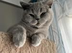 British Blue kittens - British Shorthair Kitten For Sale - Livonia, MI, US