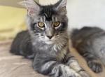 Conor - Maine Coon Kitten For Sale - Gurnee, IL, US