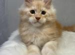 Nike - Maine Coon Kitten For Sale - Boston, MA, US