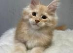 Nike - Maine Coon Kitten For Sale - Houston, TX, US