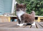 Hoshi - Maine Coon Kitten For Sale - 