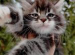 Irbis - Maine Coon Kitten For Sale - Houston, TX, US