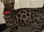 Arthur - Bengal Kitten For Sale - Los Angeles, CA, US