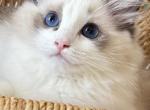 CINDY - Ragdoll Kitten For Sale - 