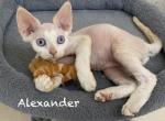 Alexander - Devon Rex Kitten For Sale - 