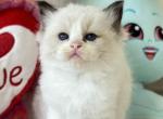 RALPH - Ragdoll Kitten For Sale - 