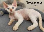 dragon - Devon Rex Kitten For Sale - 