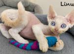 Linus - Devon Rex Kitten For Sale - 