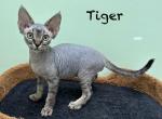 Tiger - Devon Rex Kitten For Sale - 