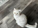 Ursula kittens - Scottish Straight Kitten For Sale - 