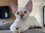 Fendi female kitten - Devon Rex Kitten For Sale - 