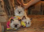 Zia's litter - Ragdoll Kitten For Sale - 