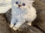 Bello Gattino - Himalayan Kitten For Sale - Orlando, FL, US