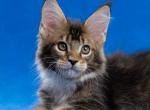 Bisquit - Maine Coon Kitten For Sale - Houston, TX, US