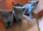 Russian blue litter 5 - Russian Blue Kitten For Sale - Dumfries, VA, US