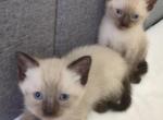 Seal point Siamese kittens - Siamese Kitten For Sale - 